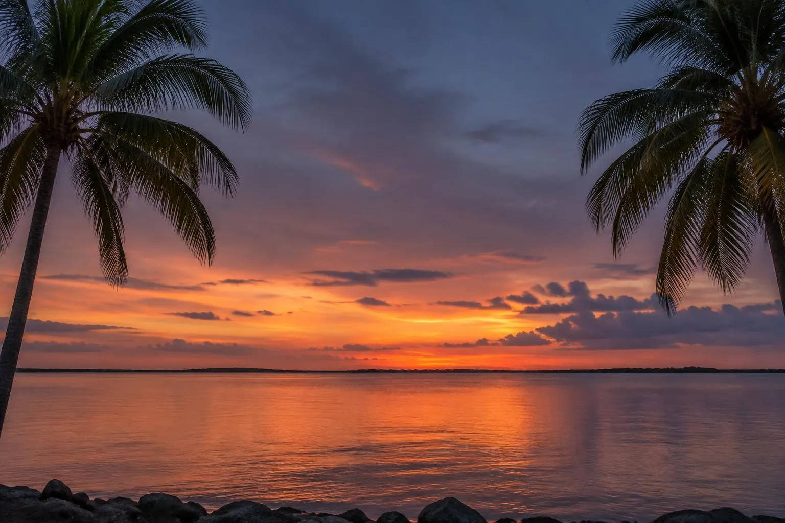 Tampa Bay at dusk framed by palms